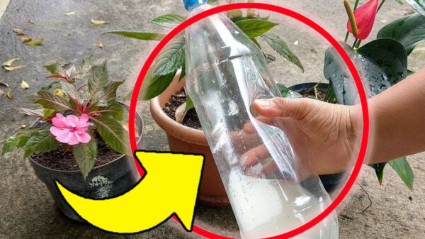 Regar las plantas, este es el truco: ¡con este líquido crecerán fuertes y exuberantes!