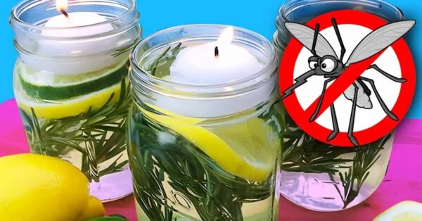 Repelente de mosquitos 100% natural