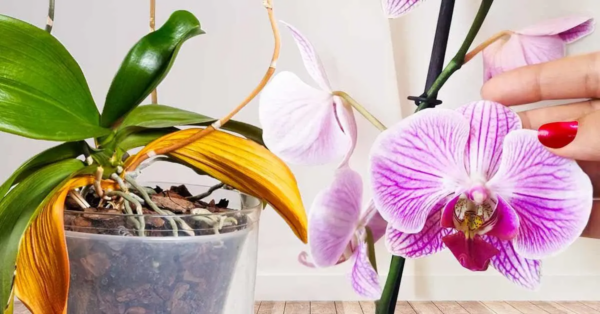 Revive una orquídea descolorida gracias al truco de los floristas: volverá a florecer