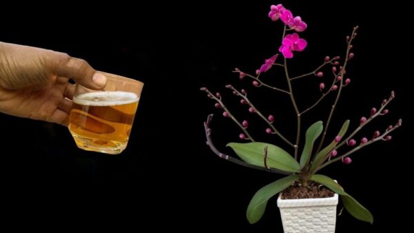 Riega las orquídeas con esto: florecerán durante 3 meses sin parar