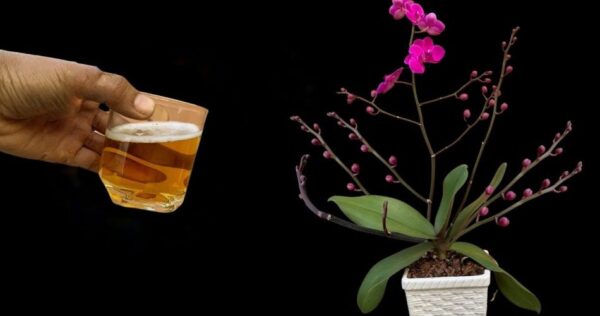 Riega las orquídeas con esto: florecerán durante 3 meses sin parar