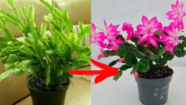 Riega los nopales navideños con esta preparación casera y admira el resultado. Todos querrán saber tu secreto.