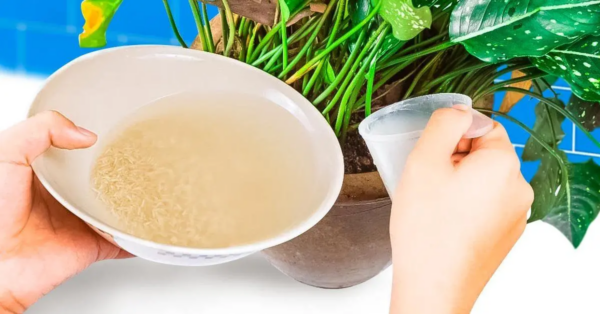 Riega tus plantas con este producto de 1 euro: estarán más exuberantes que nunca antes