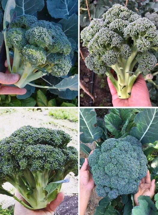 Riesgos de comer demasiado brócoli