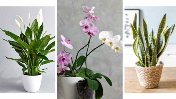 Sansevieria, orquídeas y spathiphyllum: ¡los peores errores que todos cometemos al cuidarlas!