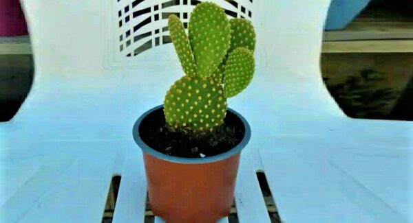 Según el Feng Shui tener un cactus en casa tiene un gran significado
