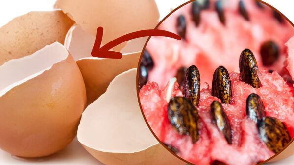 Semillas de sandía, ponerlas en una cáscara de huevo y plantarlas en la tierra | Verás qué espectáculo es más tarde.