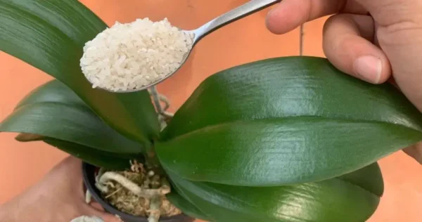 Si alimentas a tu orquídea de esta manera florecerá durante 4 estaciones: nunca antes