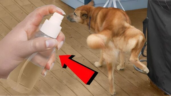 Si haces esto tanto tus perros como los de tus vecinos dejarán de orinar en tu casa