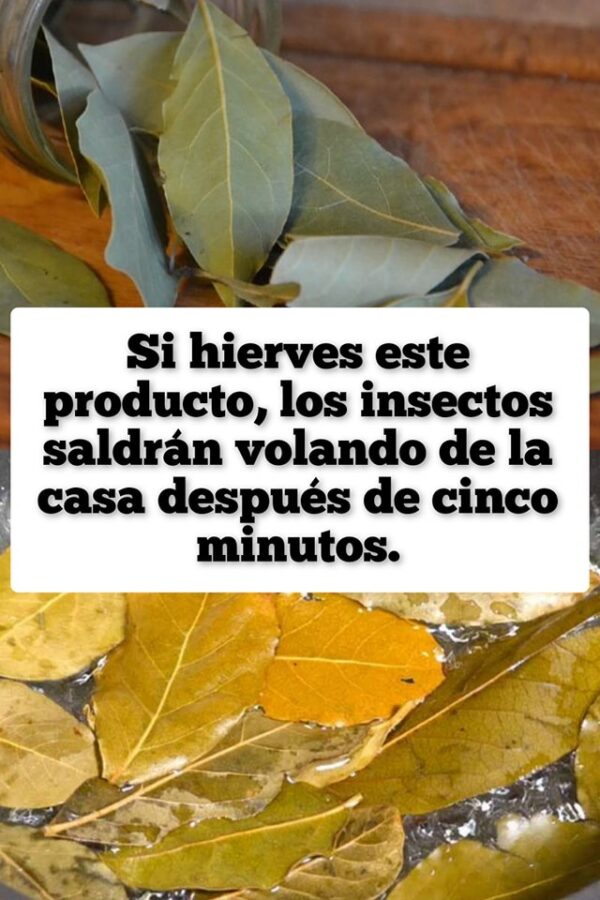 Si hierves este producto, los insectos saldrán volando de la casa después de cinco minutos.