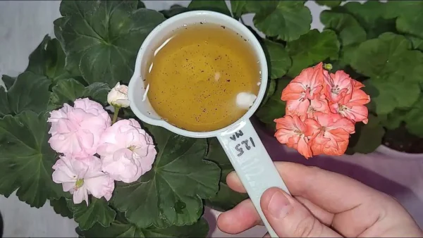 Si le pones esto a las plantas crecerán indefinidamente: duran hasta 15 años