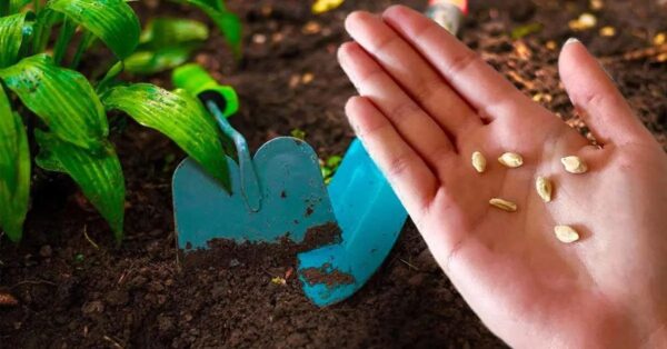 Si los limones están podridos, quita las semillas y plántalas para que crezcan nuevos limones”.