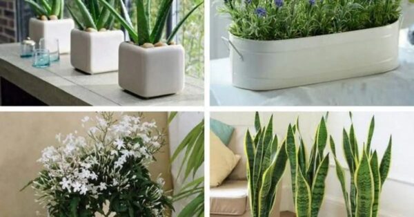 Si pones una de estas 4 plantas en tu dormitorio, puedes mejorar tu sueño