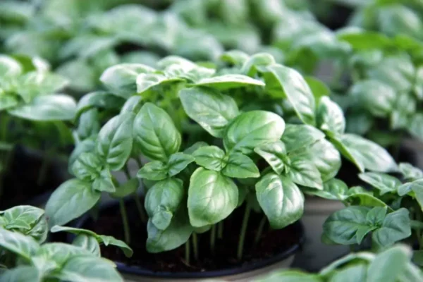 Si su albahaca tiene hojas amarillas, aquí le mostramos cómo solucionarlo de inmediato.
