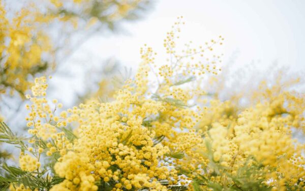 Si te dieron una ramita de mimosa, plántala así y obtendrás un árbol gratis