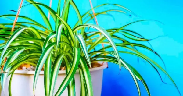 Si tienes esta planta, estás de suerte: ¿por qué es tan indispensable en casa?