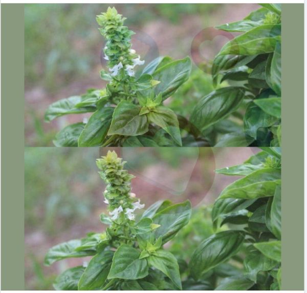 Si tu albahaca tiene flores en las puntas no las tires: valen oro si las usas así