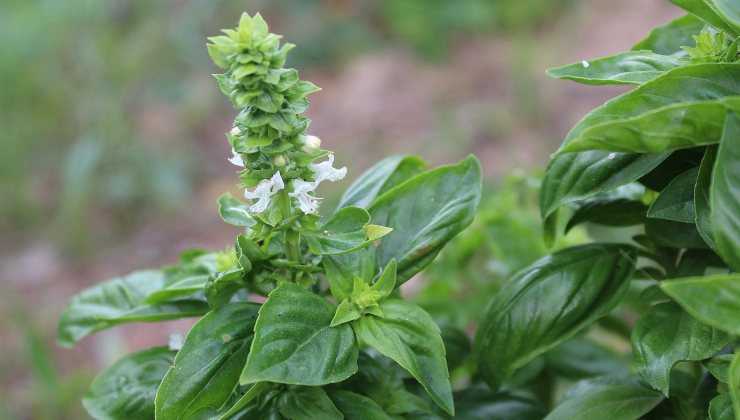 Pianta di basilico con dei fiori Planta de albahaca con flores