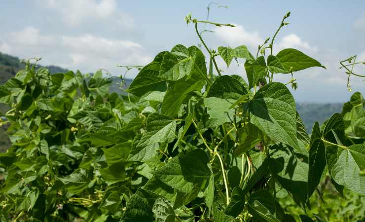 Plantas beneficiosas para los pepinos.