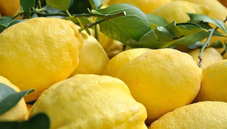 Limones