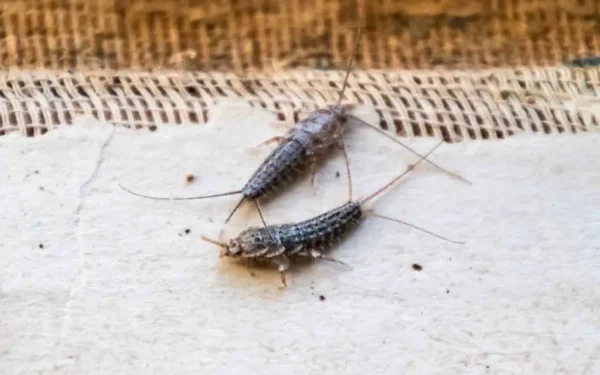 Silverfish: aquí está el impactante secreto que podría cambiar tu vida para siempre