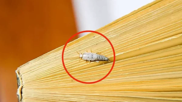 Silverfish en la casa, pero ¿por dónde entran? Su entrada secreta revelada