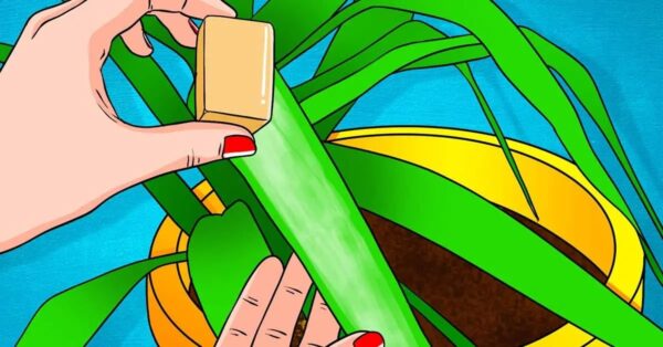 Sin embargo, ¡puedes deshacerte de los insectos parásitos con solo un ingrediente en tu vida diaria!