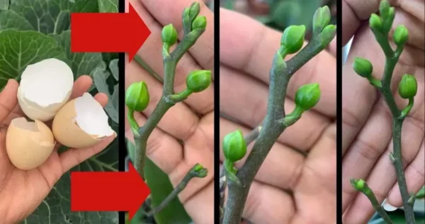 Sólo así tu orquídea florecerá durante todo el año: nunca ha estado tan exuberante
