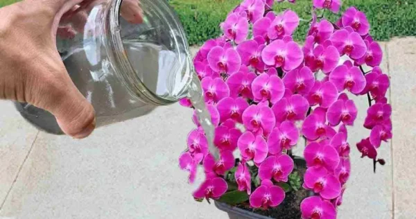 Sólo una taza de este ingrediente devolverá la vida a cualquier planta muerta.