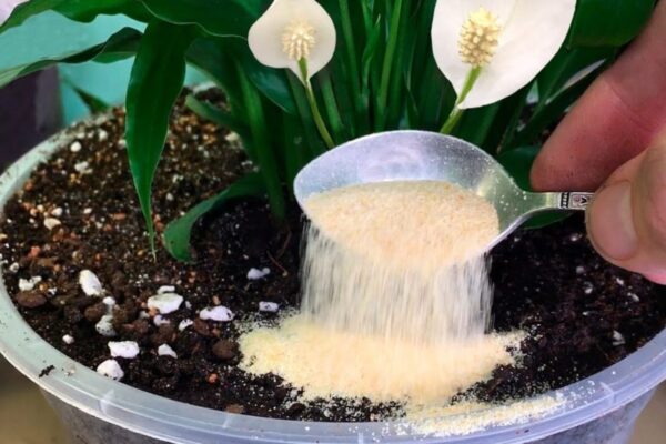 ¡Solo 1 cucharadita debajo de cualquier planta es suficiente para hacerla florecer mágicamente!