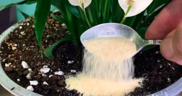 ¡Solo 1 cucharadita debajo de cualquier planta es suficiente para hacerla florecer mágicamente!