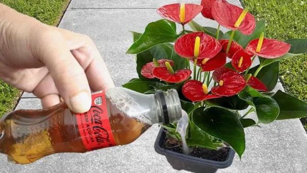 Solo un vaso una vez al mes y volarás tus flores durante todo el año