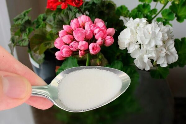 ¡Solo una cucharada de este ingrediente y la floración será espectacular!