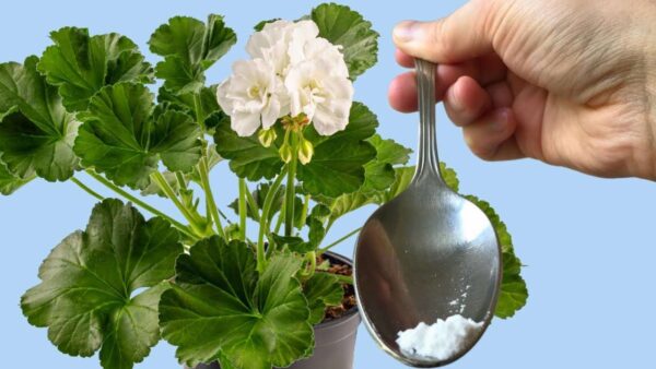 Solo una cucharada para cualquier flor que poseas y verás cómo florecerá al instante