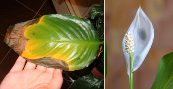 Solución a las hojas negras y marrones de la planta Cuna de Moisés