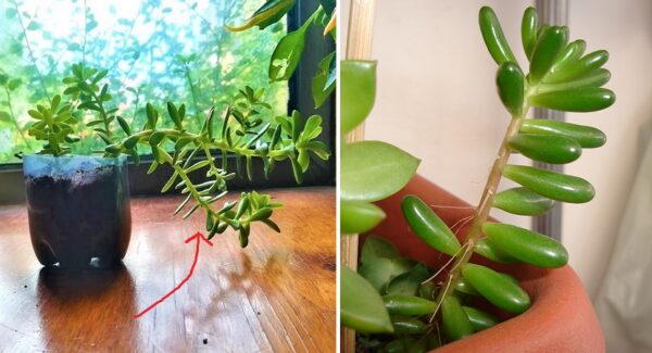 Suculenta estirada: Porqué sucede y cómo evitarlo