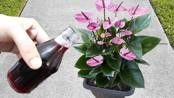 Suena increíble pero habrá una explosión de flores con solo una aplicación