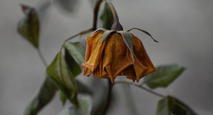 Reviviendo plantas Reviviendo plantas