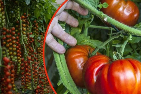 ¡Te cuento el secreto para tener tomates gigantes en tan solo unas semanas!