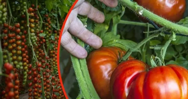 ¡Te cuento el secreto para tener tomates gigantes en tan solo unas semanas!
