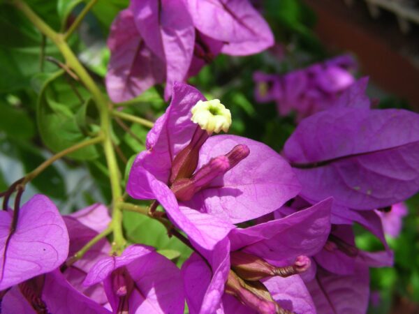 ¿Te encantan los colores de las buganvillas? Aprende a cultivarlo en macetas y aprende a escalarlo