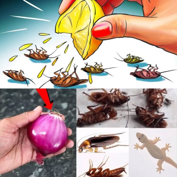 Te mostramos cómo hacer que moscas y cucarachas desaparezcan de tu casa en menos de 10 minutos