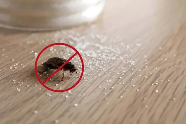 ¿Tienes cucarachas en casa? Aquí está el mejor truco para mantenerlos alejados para siempre.