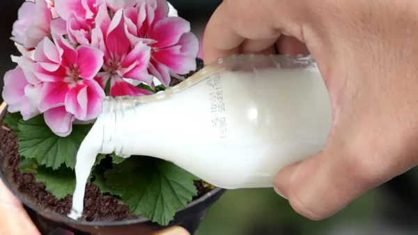 Tienes que aplicar esta agua si quieres hacer que cualquier planta florezca muy rápidamente.