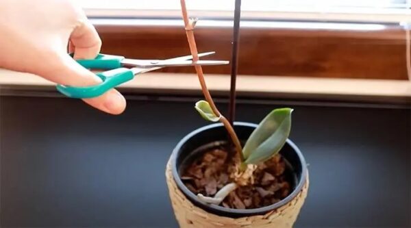 Tips y consejos: ¿Cómo se debe cuidar una orquídea para mantener adecuadamente sus flores y tallos marchitos?