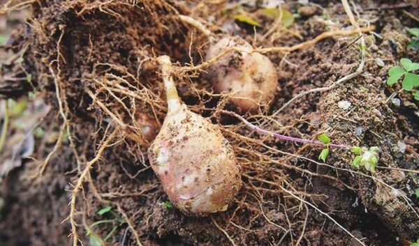 Todas las cosas que hacer en el huerto en febrero