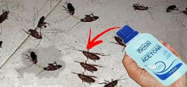 Todos ustedes tienen este ingrediente; pero pocas personas saben que es efectivo para eliminar las cucarachas de tu hogar.