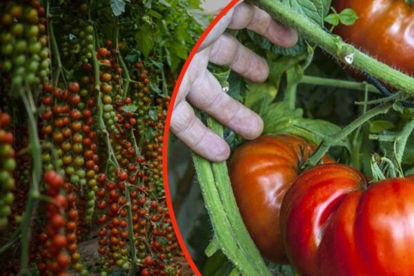 Tomates gigantes en su huerto, una cucharada de este ingrediente, recomendado por todos los jardineros!