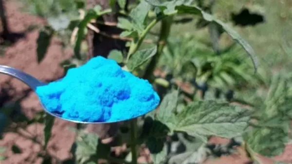 Tomates, pepinos, calabacines: remedios preventivos y tratamientos naturales.