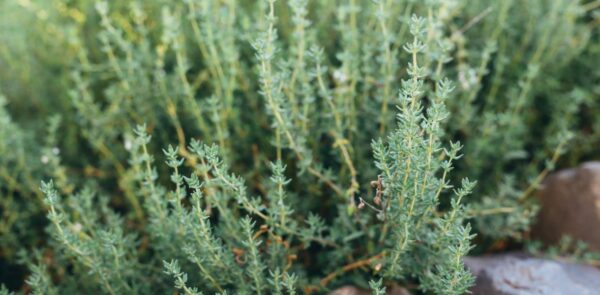 Tomillo: secretos y consejos para plantar y cultivar con éxito